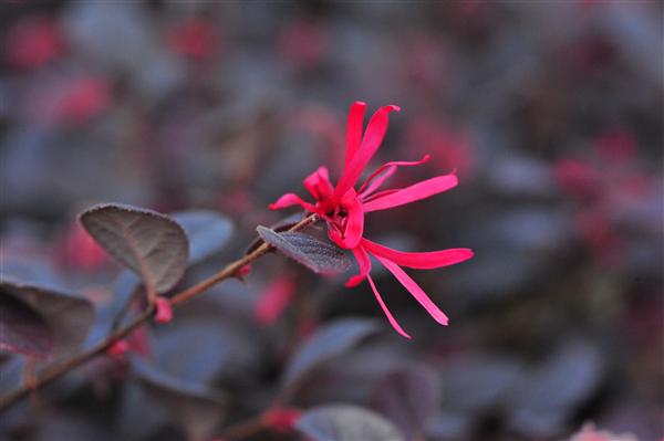 云南中醫(yī)學(xué)院_紅花檵木