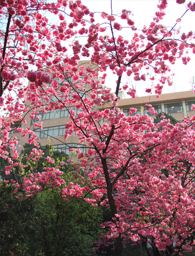 云南民族大學_春色滿園